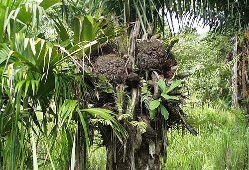 Lee más sobre el artículo ¿Lucir Marfil sin matar Elefantes?