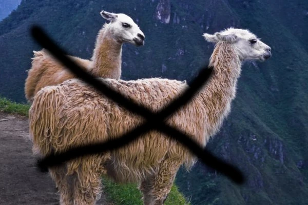 Lee más sobre el artículo ¿Que animales poner en el Pesebre?